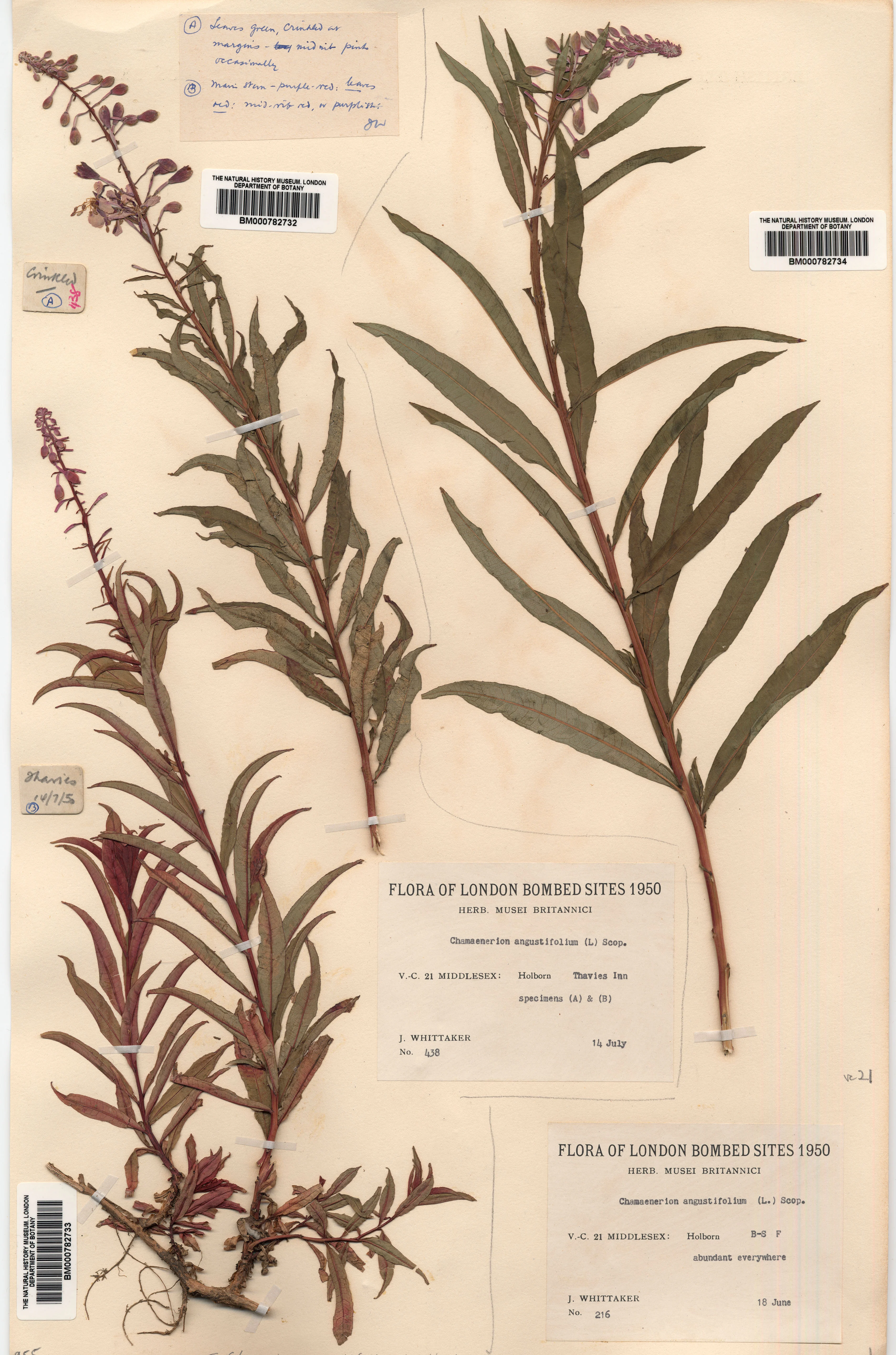 Chamaenerion angustifolium a.k.a. Rosebay willowherb, fireweed, bombweed (formerly Epilobium angustifolium), “Flora of London Bombed Sites” (1950). Source: London Natural History Museum, Department of Botany.