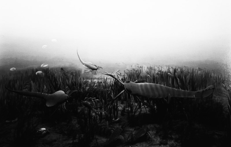Figure 2: Hiroshi Sugimo, Ordovician Period Photo 81 x 71 cm