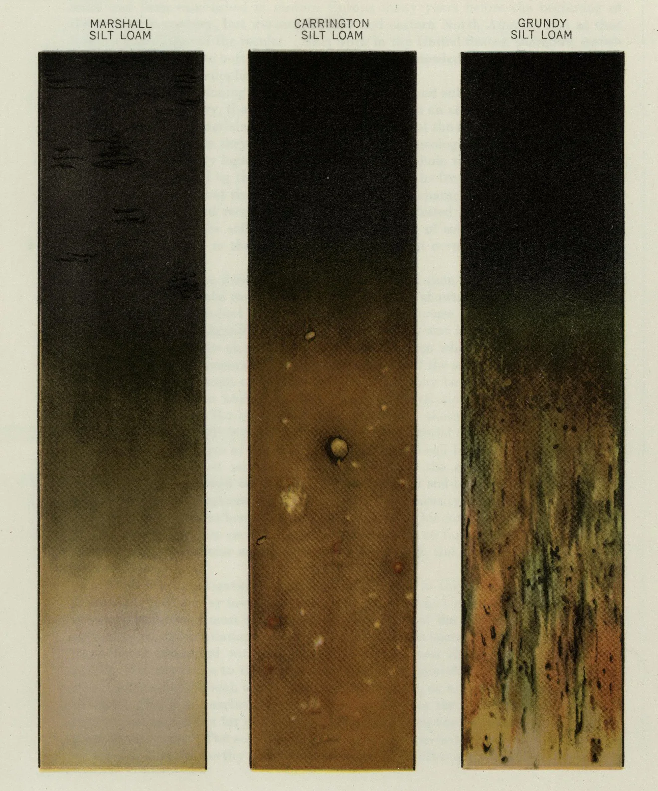 Figure 8 (detail)
